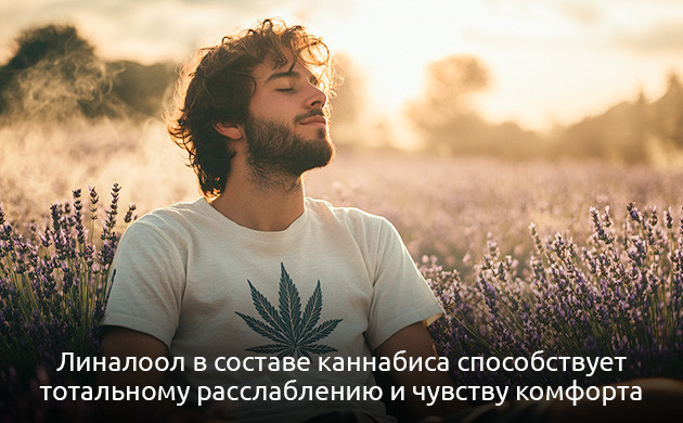 Физиологические и психоактивные эффекты конопли с содержанием линалоола Эффекты линалоола: спокойствие и эйфория