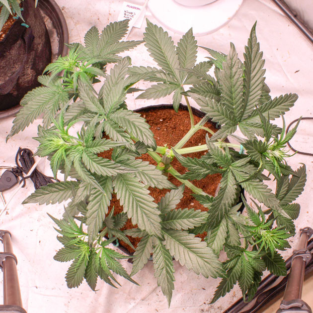 Активный рост марихуаны Куст конопли ростом 33 см
