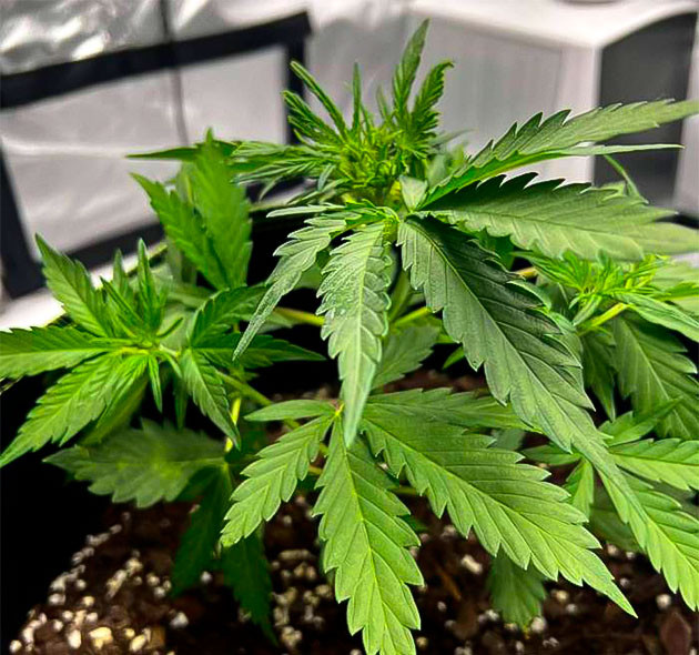 FIM-обрезка конопли Куст Gelato от Blimburn Seeds на стадии вегетации