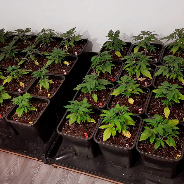 Нехватка азота Горшки каннабиса в гроуруме