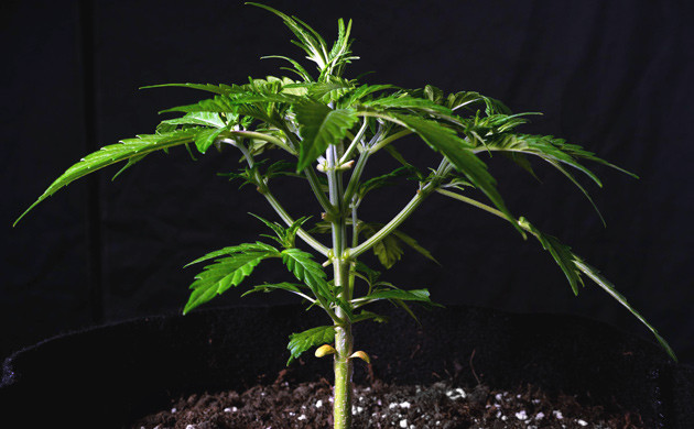 4 неделя выращивания Lemon AK Рост марихуаны сорта Lemon AK в гроубоксе