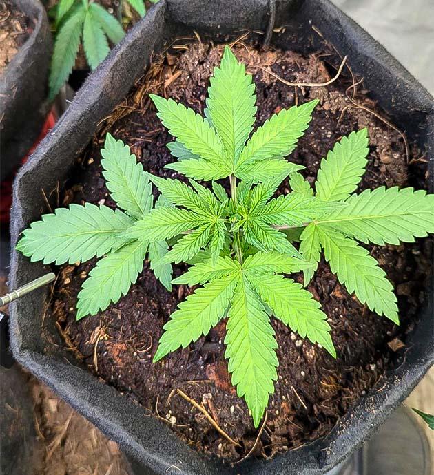 Куст Peach Crescendo Auto RF3 от ETHOS Genetics на 3 неделе