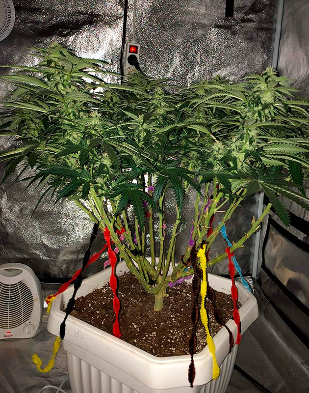 Вода с pH 6,5 промывает растение перед цветением Подготовка к использованию Hesi P+