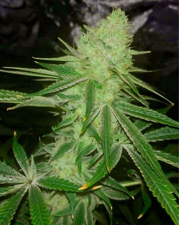 Цветение куста Wedding Gelato Куст Wedding Gelato на цветении