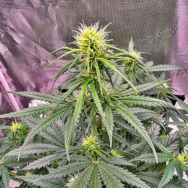 Выборочная дефолиация конопли Растишка ростом 58 см