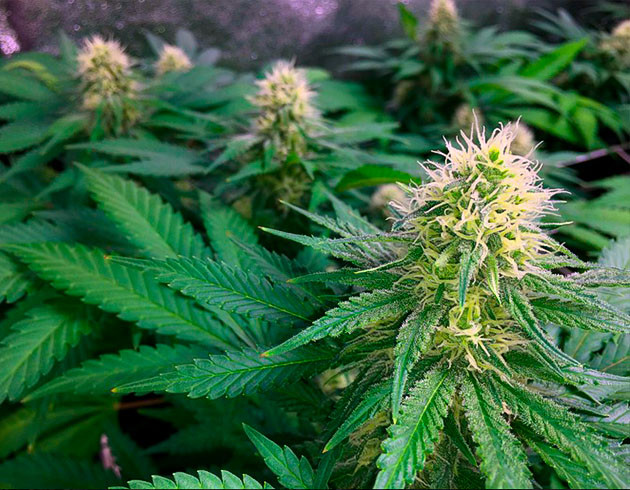 Фаза активного цветения Рост кустов на 8 неделе выращивания 70 см