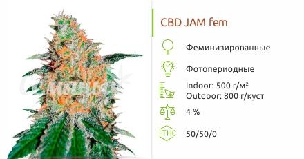 Сорт конопли CBD JAM CBD JAM fem (Delicious Seeds)