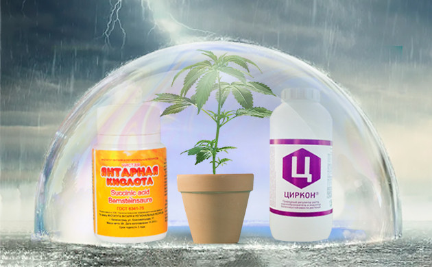 Стимуляторы конопли Противостояние внешним факторам стимуляторами