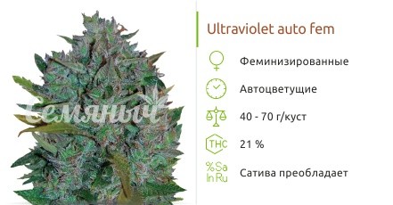 Сорт конопли Ultraviolet auto Ultraviolet auto fem (Samsara Seeds) от Samsara Seeds