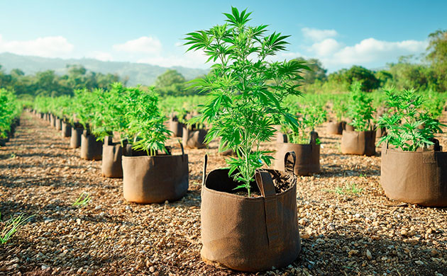 Преимущества грунта и контейнеров на аутдоре Влияние способа посадки на урожайность марихуаны