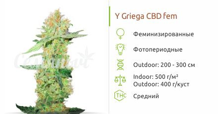 Сорт конопли Y Griega CBD Y Griega CBD fem (Medical Seeds)