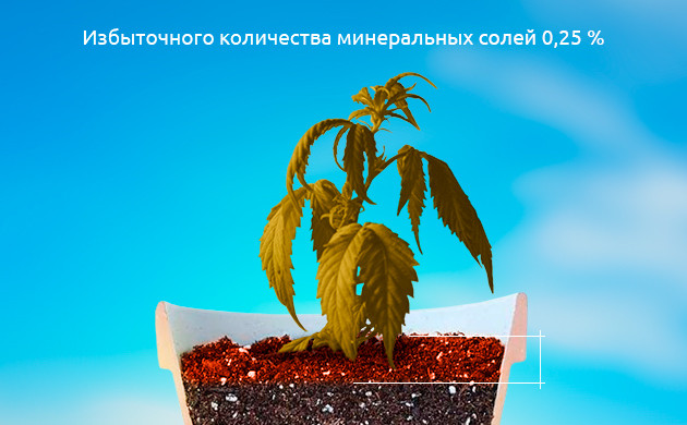 Подробнее о засолении грунта Избыточное количество минеральных солей