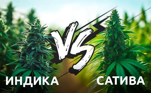 Генетика и эффекты каннабиса Влияние генетики на эффекты