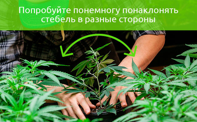 Проверка гибкости кол Попытки наклона стебля