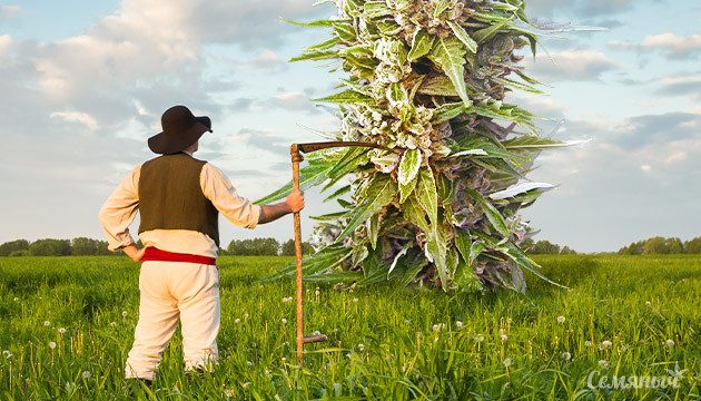 Высокие сорта в открытом грунте Выращивание большого куста конопли в ауте