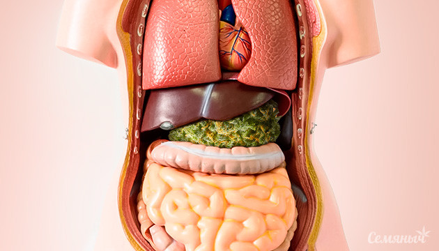 Открыты натуральные каннабиноиды натуральные каннабиноиды против стресса