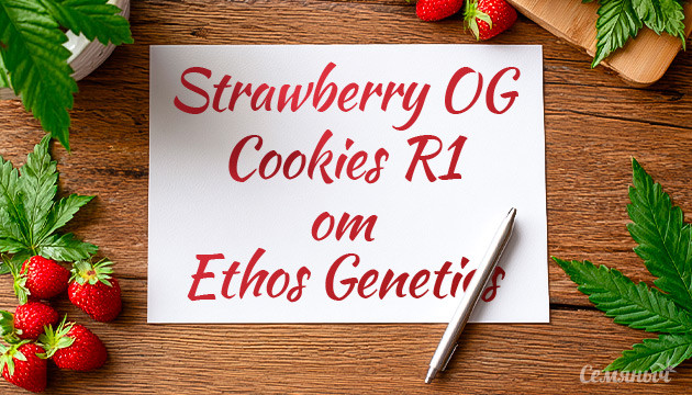 Выращивание сорта марихуаны Strawberry OG Cookies R1 от Ethos Genetics Гроурепорт сорта Strawberry OG Cookies R1 от Ethos Genetics
