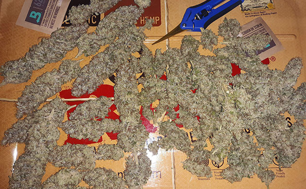 Урожай Acapulco Gold Сухие шишки