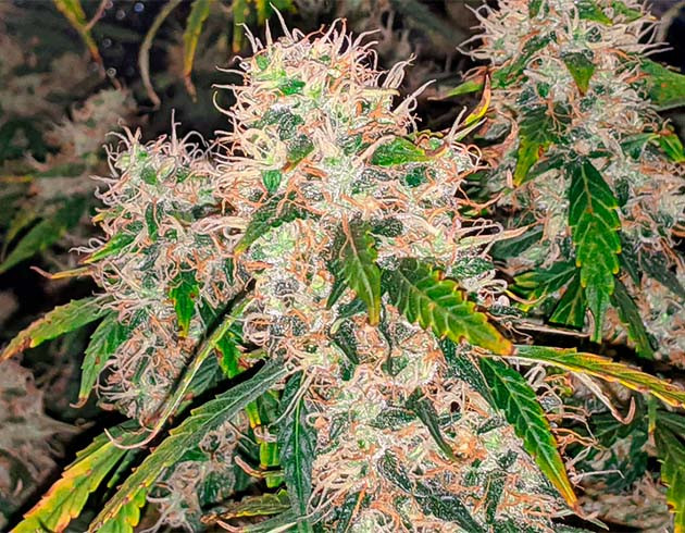 Шишки Auto Sour Diesel Соцветия конопли с оранжевыми волосками