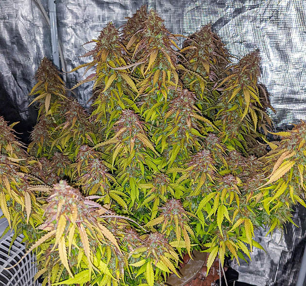 Завершение полива и подготовка растения к харвесту Фиолетово-салатовый куст каннабича