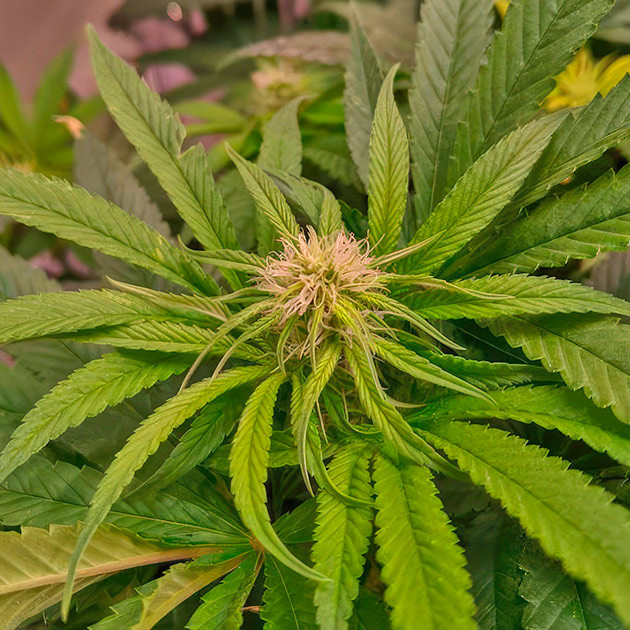 Добавление в питательный раствор энзимов и железа, и корректировка pH Куст Bruce Banner #3 на стадии цветения