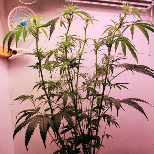 Выполнение дефолиации Куст после обрезки листьев