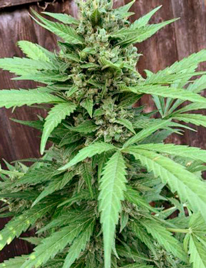 Шишка на 12 неделе Мутные трихомы на шишке