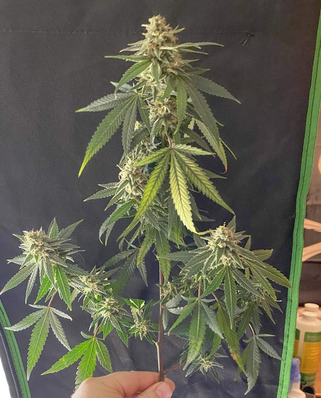 Потеря ветки C1 Blueberry Muffin: поддержка веток