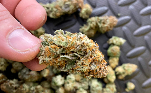 Сухой урожай Шишка после просушки