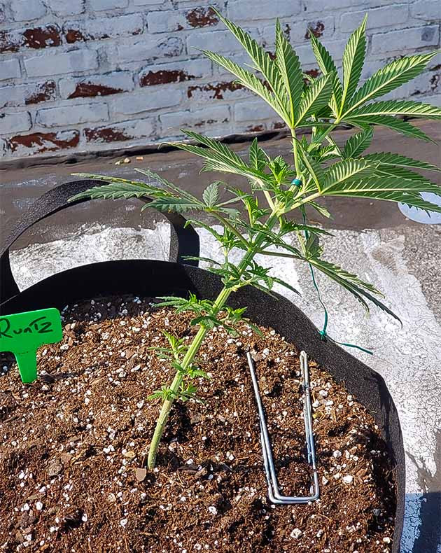 Runtz Punch дневник по выращиванию Гроурепорт сорта Runtz Punch