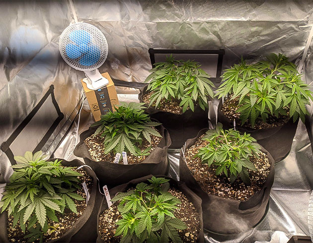 Lst-растяжка Notorious THC Разница в развитии сортов