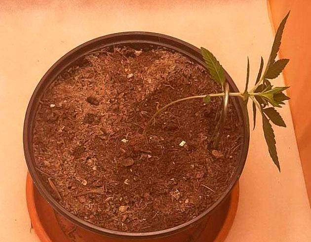 LST конопли Sticky Sherbert GG после легкого тренинга и полива