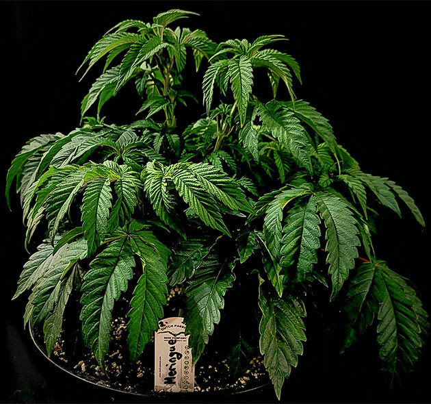 Переезд куста в новый гроубокс Растение конопли высотой 35 см