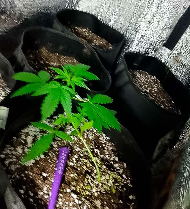 Проведение LST и полив конопли Куст Sexy Cinderella Auto на 4 неделе выращивания