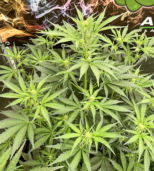 Medusa F1 Auto: активное цветение Medusa F1 Auto: обзор второй недели цветения