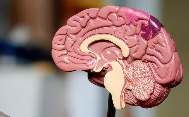 ТГК, КБД и терпены защищают мозг и стимулируют восстановление Каннабиноиды для когнитивного здоровья