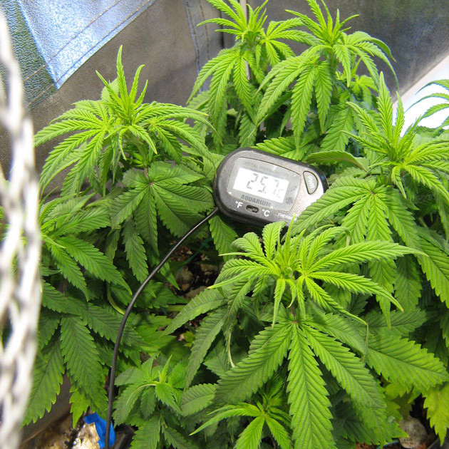 Подготовка к цветения Куст на 6 неделе выращивания