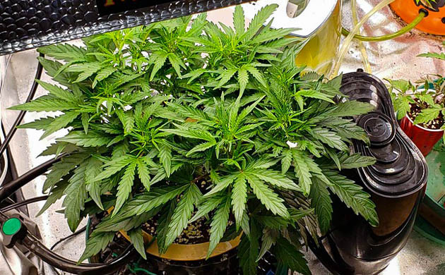 Проведение дефолиации на 6 неделе Растение конопли высотой 50 см