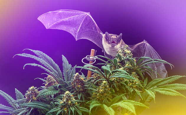 Гуано летучих мышек в качестве удобрений Летучая мышь и цветущий каннабис