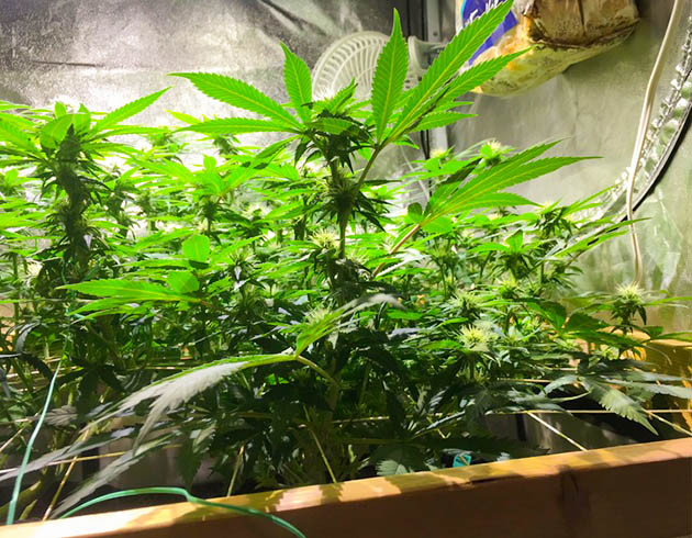 Цветение на 15 неделе выращивания Формирование шишек конопли