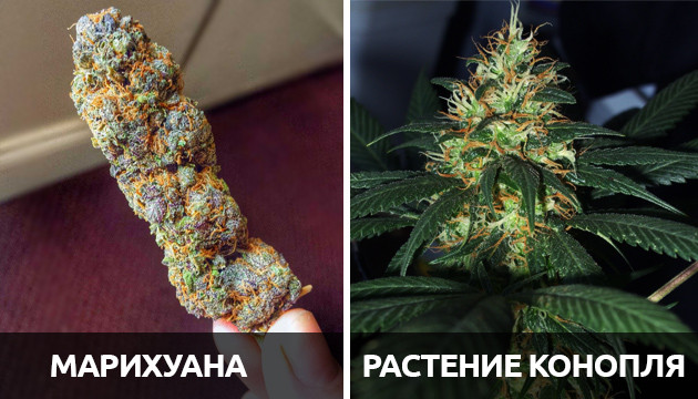 Понятие растение конопли и марихуана Марихуана и растение конопля