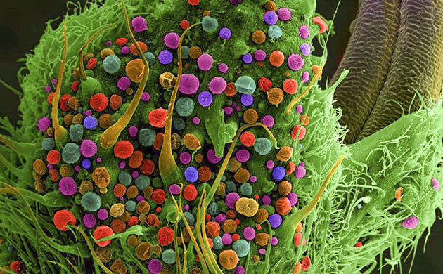 Флавоноиды: палитра природы и защита конопли Флавоноиды в марихуане