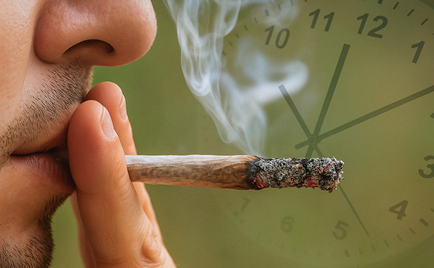 Марихуана в организме: сроки выведения Продолжительность действия ТГК