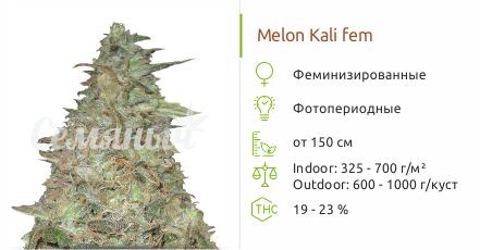 Сорт конопли Melon Kali Melon Kali fem (KFC Seeds)