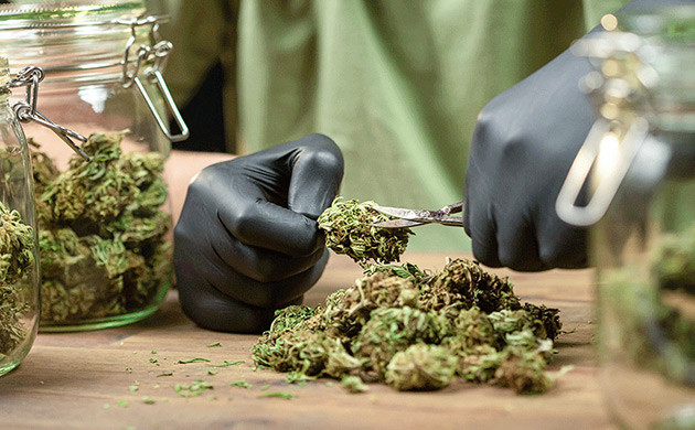 Обрезка сахарной листвы: за и против Сахарные листики на шишках: сохранить или удалить?