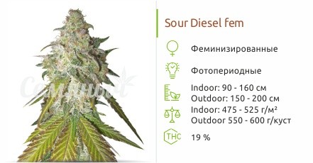 Сорт конопли Sour Diesel Sour Diesel fem от Royal Queen Seeds