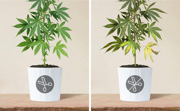 Нельзя применять методику дефолиации к кустам конопли с признаками дефицита питательных веществ Куст с симптомами дефицита питательных веществ