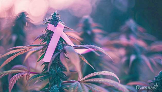 Новые каннабиноиды: Прорыв в медицине или пустые обещания? Гексаканнабитриол: Новый шаг в борьбе с раком?