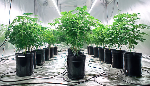 Максимальный рост конопли с гидропоникой Гидропоника: идеальные условия для каннабиса