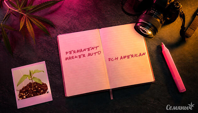 Выращивание сорта марихуаны Permanent Marker Auto от 7CH American Гроурепорт сорта Permanent Marker Auto от 7CH American